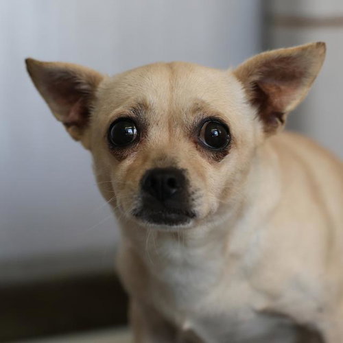 RAMIRA, a dog for adoption from San Antonio Animal Care Services