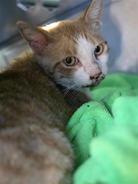 MANGO, a cat for adoption from San Antonio Animal Care Services
