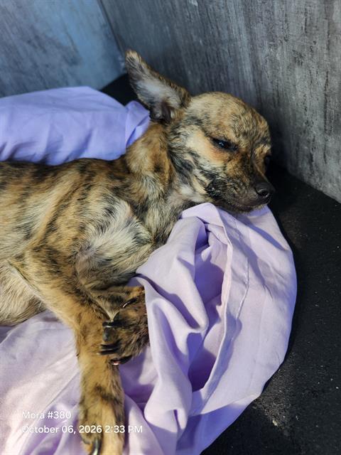 CHISPITA, a dog for adoption from San Antonio Animal Care Services