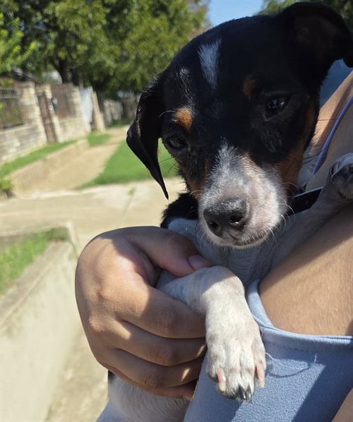 HOUSTON, a dog for adoption from San Antonio Animal Care Services