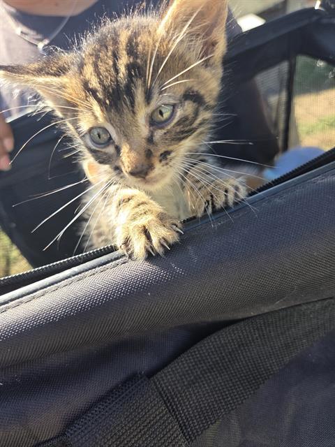 BOO, a cat for adoption from San Antonio Animal Care Services
