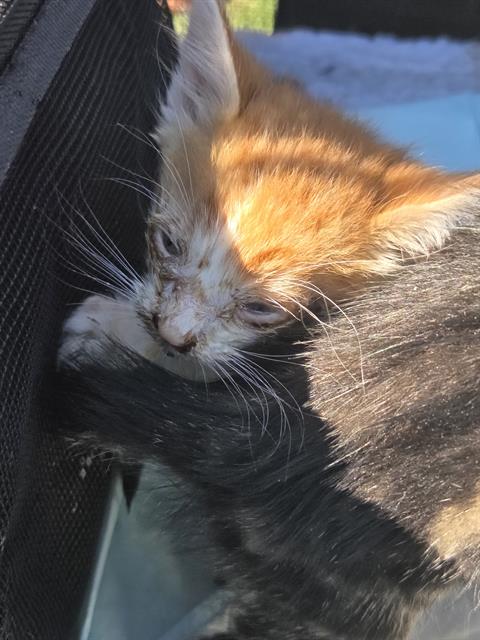 PUMPKIN, a cat for adoption from San Antonio Animal Care Services