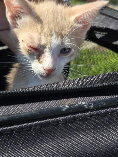 PATCHES, a cat for adoption from San Antonio Animal Care Services