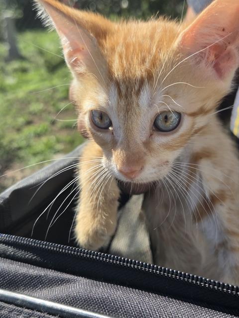 JACK, a cat for adoption from San Antonio Animal Care Services