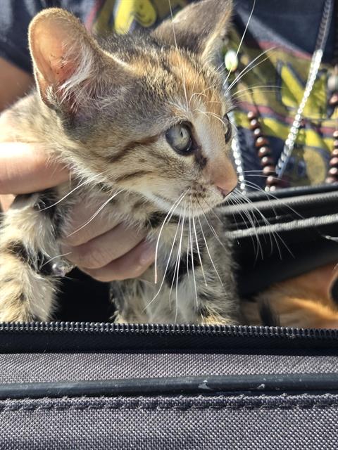 SALLY, a cat for adoption from San Antonio Animal Care Services