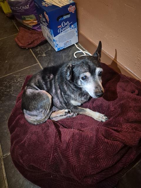WILL, a dog for adoption from San Antonio Animal Care Services