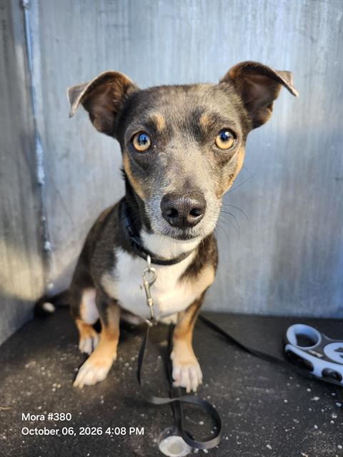 PANCHO, a dog for adoption from San Antonio Animal Care Services