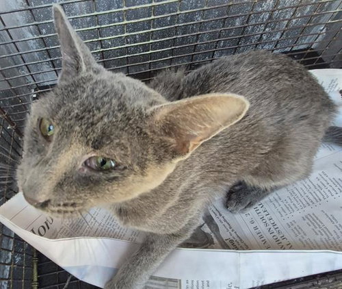 SARDINE, a cat for adoption from San Antonio Animal Care Services