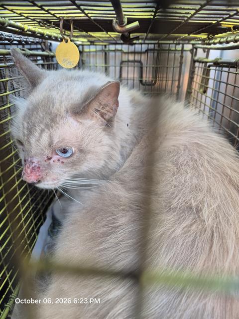 SWEETIE, a cat for adoption from San Antonio Animal Care Services