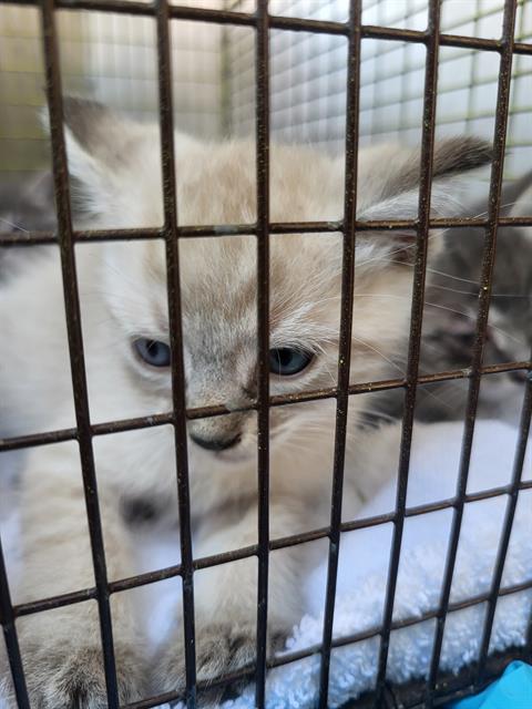 AMABELLA, a cat for adoption from San Antonio Animal Care Services