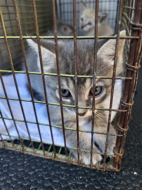 KENNEDY, a cat for adoption from San Antonio Animal Care Services