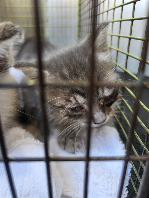 PINE, a cat for adoption from San Antonio Animal Care Services
