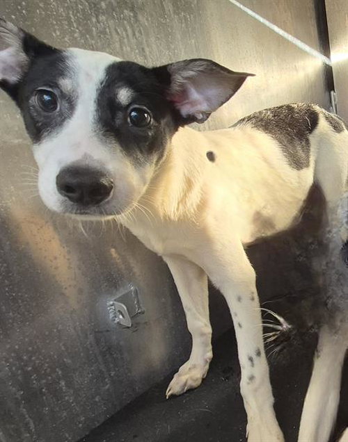 PARKER, a dog for adoption from San Antonio Animal Care Services