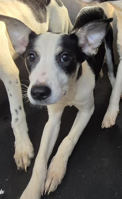 MIA, a dog for adoption from San Antonio Animal Care Services