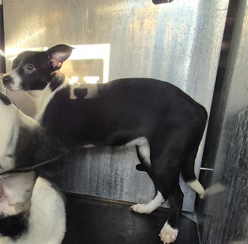 SIENNA, a dog for adoption from San Antonio Animal Care Services