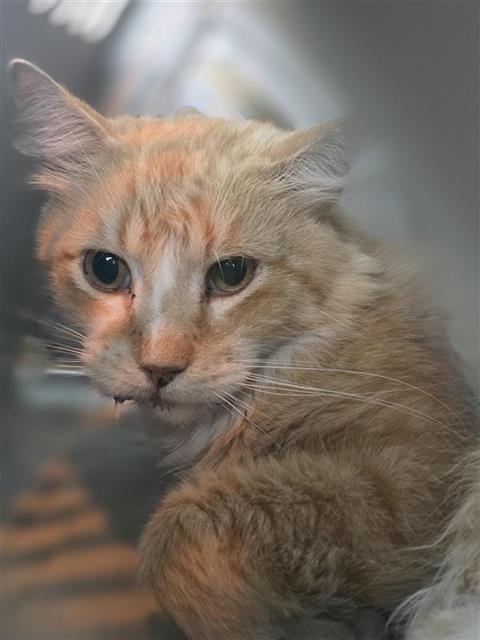 LEVI, a cat for adoption from San Antonio Animal Care Services