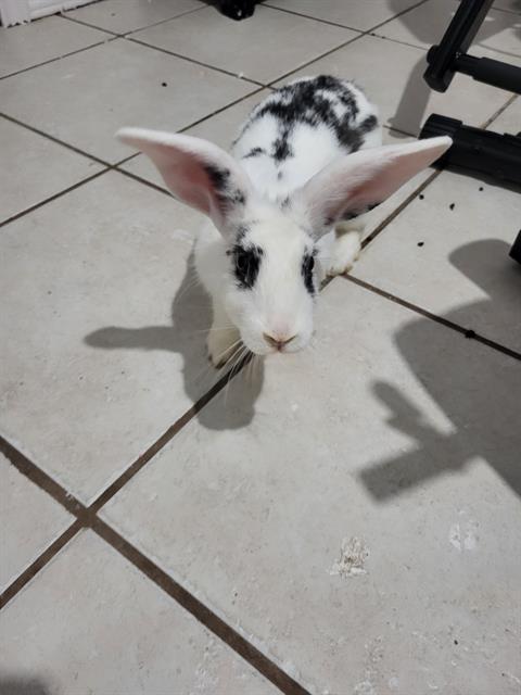A829298, a rabbit for adoption from San Antonio Animal Care Services