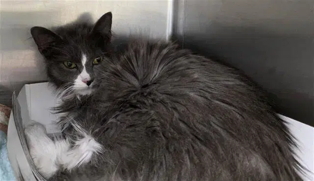 Milly - Domestic Short Hair