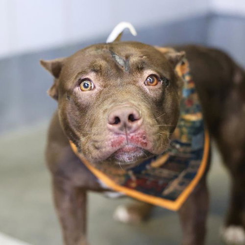 TURTLE, a dog for adoption from San Antonio Animal Care Services