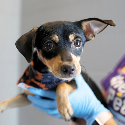TOMMY, a dog for adoption from San Antonio Animal Care Services