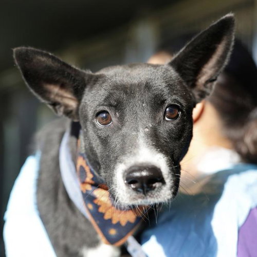 EMBER, a dog for adoption from San Antonio Animal Care Services
