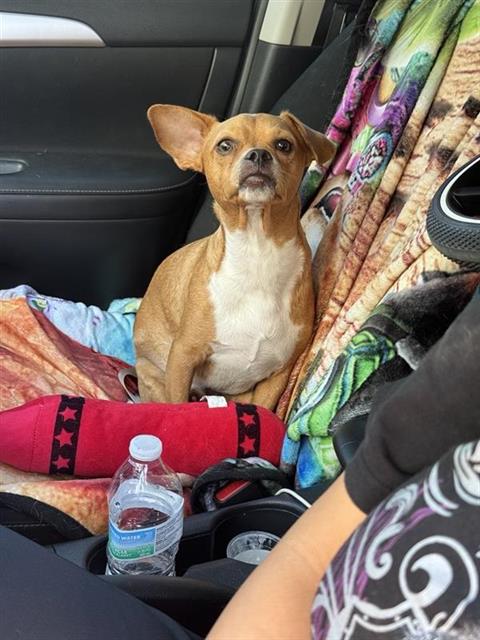 YOSHI, a dog for adoption from San Antonio Animal Care Services