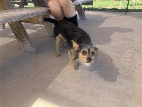 BELLADONNA, a dog for adoption from San Antonio Animal Care Services
