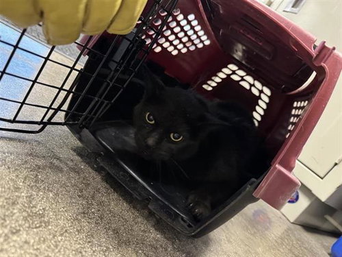 MIDNIGHT, a cat for adoption from San Antonio Animal Care Services