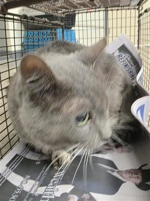 Mist - Domestic Short Hair