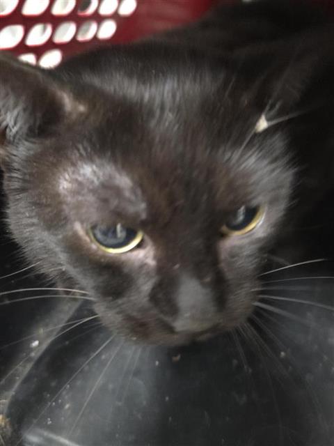 CRICKET, a cat for adoption from San Antonio Animal Care Services