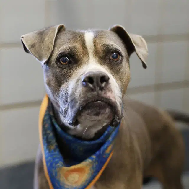 Duke - Pit Bull Terrier