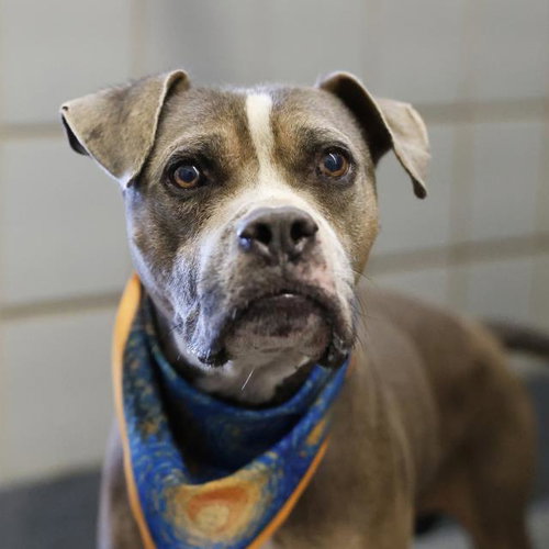 DUKE, a dog for adoption from San Antonio Animal Care Services