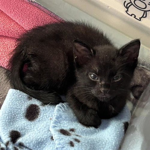 SOFIA, a cat for adoption from San Antonio Animal Care Services