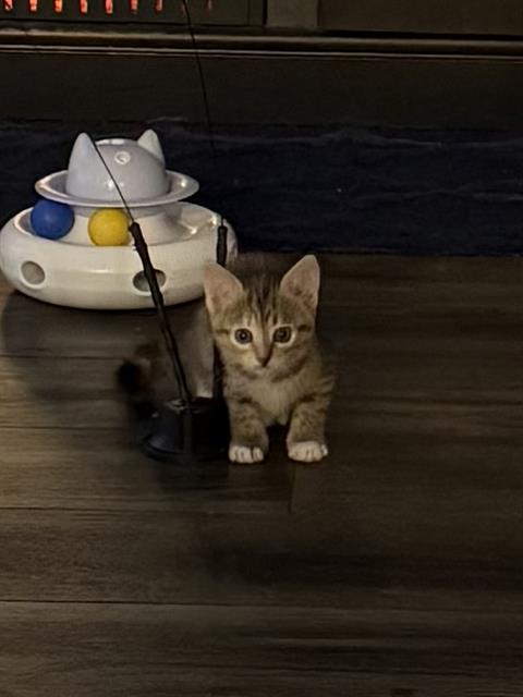 KAYDI, a cat for adoption from San Antonio Animal Care Services