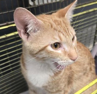 CINNAMON, a cat for adoption from San Antonio Animal Care Services