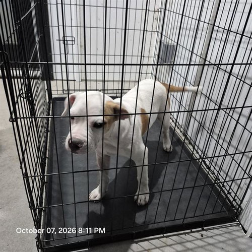BRUNO, a dog for adoption from San Antonio Animal Care Services