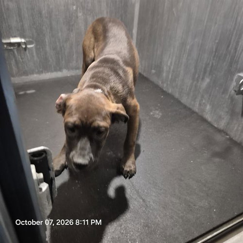 NESSA, a dog for adoption from San Antonio Animal Care Services