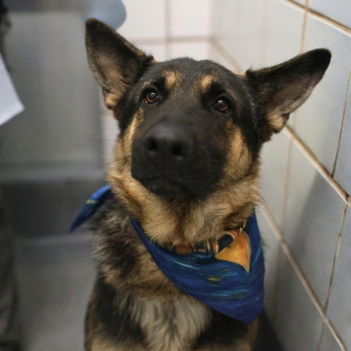 GERTRUDE, a dog for adoption from San Antonio Animal Care Services