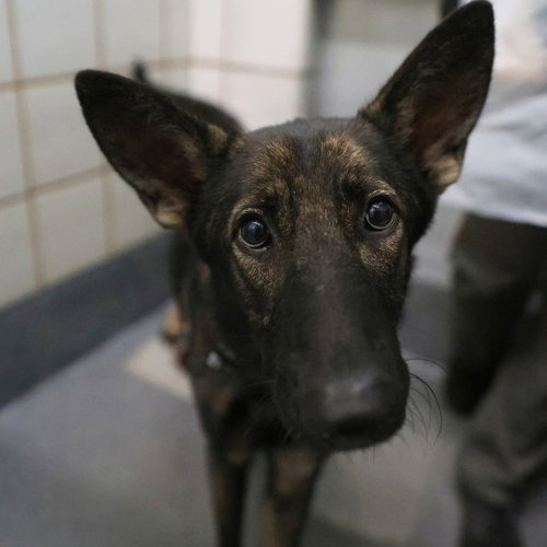 AGNES, a dog for adoption from San Antonio Animal Care Services