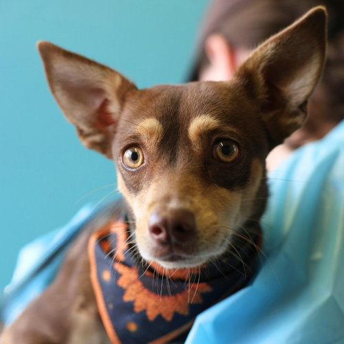 KELLY, a dog for adoption from San Antonio Animal Care Services