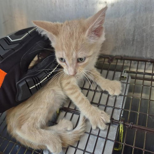 HOCUS, a cat for adoption from San Antonio Animal Care Services