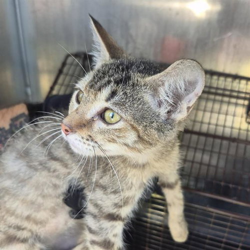 POCUS, a cat for adoption from San Antonio Animal Care Services
