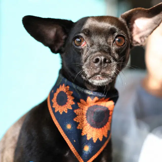 Sweetpea - Chihuahua