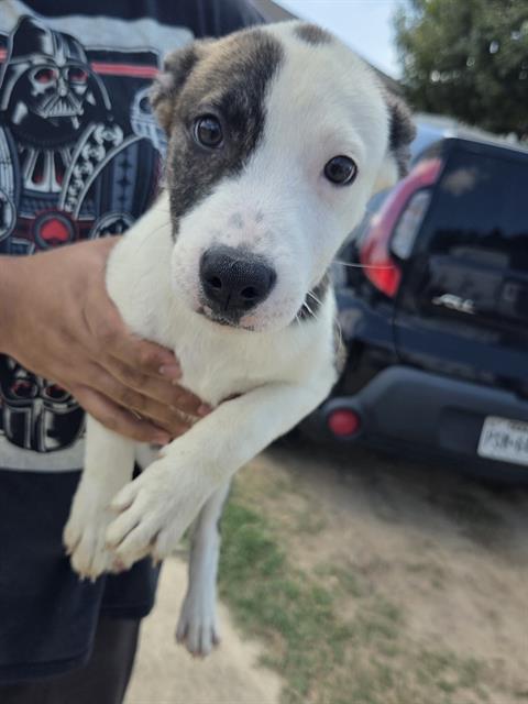 ANGIE, a dog for adoption from San Antonio Animal Care Services