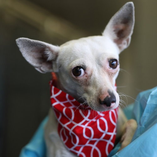 PINKIE, a dog for adoption from San Antonio Animal Care Services