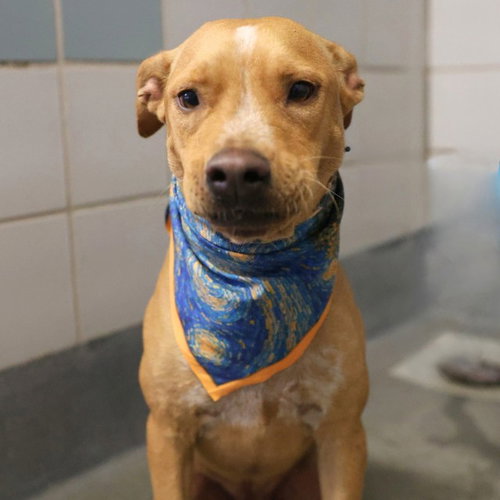 TINY TIM, a dog for adoption from San Antonio Animal Care Services