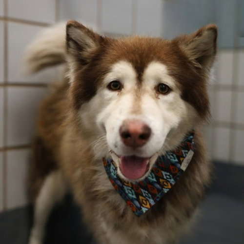 SAMSON, a dog for adoption from San Antonio Animal Care Services