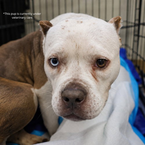TONI, a dog for adoption from San Antonio Animal Care Services