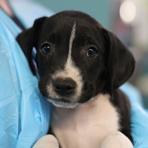 MARLEY, a dog for adoption from San Antonio Animal Care Services