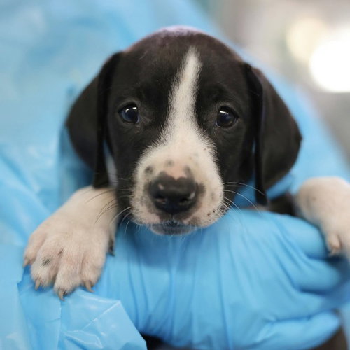 TIM, a dog for adoption from San Antonio Animal Care Services